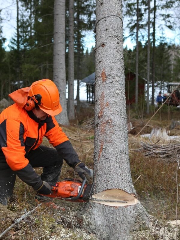 forest, logger, tree, six, chainsaw, off, nature, pour, timber, logging