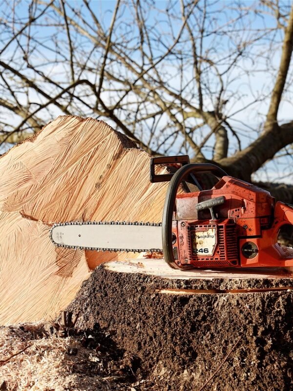 chainsaw, tree, tree pruning, nature, forest work, saw, felling, woodwork, dangerous, forestry, work, like